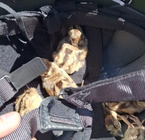 В Новороссийске из ливневого коллектора спасли 6 птенцов дикого фазана