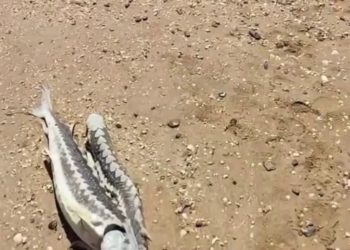 На Кубани на берег моря выбросило осетров