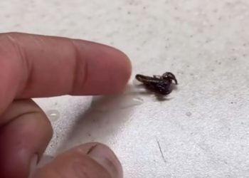 Жители Сочи обнаружили скорпиона прямо в своей ванной