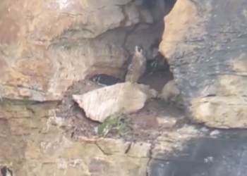 В Сочи в долине реки Псезуапсе орнитологи сняли на видео редкую птицу