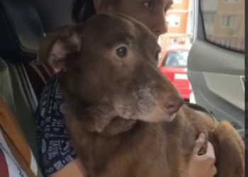 В Краснодаре хозяйка квартиры с 50 кошками больше года держала на балконе собаку