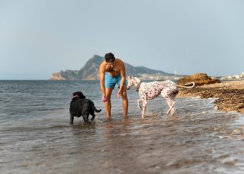 На Кубани разразился скандал из-за купания собак в море