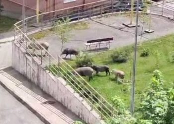 Сочинцы стали свидетелями нашествия свиней в Красной Поляне