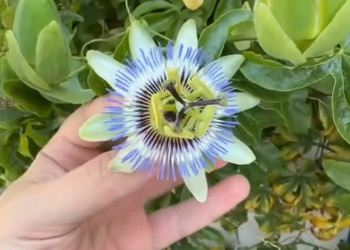 В Сочи в июне 2024 года зреет экзотический фрукт с сакральной историей