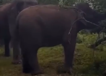 В Сочи на чайных плантациях заметили двух слонов: мать и дочь