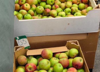 В Краснодаре резко подешевела черешня и подорожали огурцы