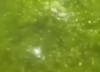 Море у берегов Анапы превратилось в зеленый кисель. Что случилось?