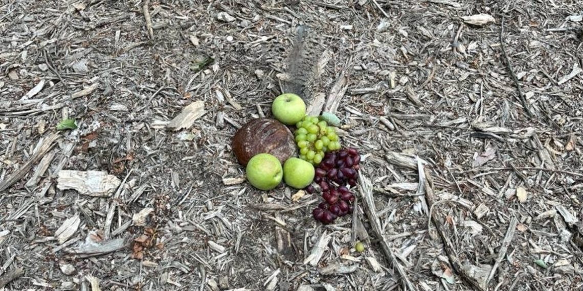 В лесопарке Краснодара ведьмы совершают свои черные ритуалы