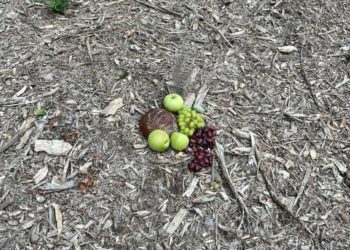 В лесопарке Краснодара ведьмы совершают свои черные ритуалы