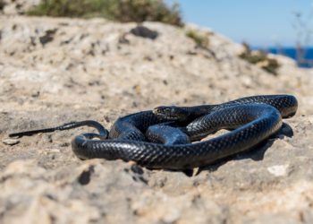  Змея переполошила отдыхающих на пляже в Сочи