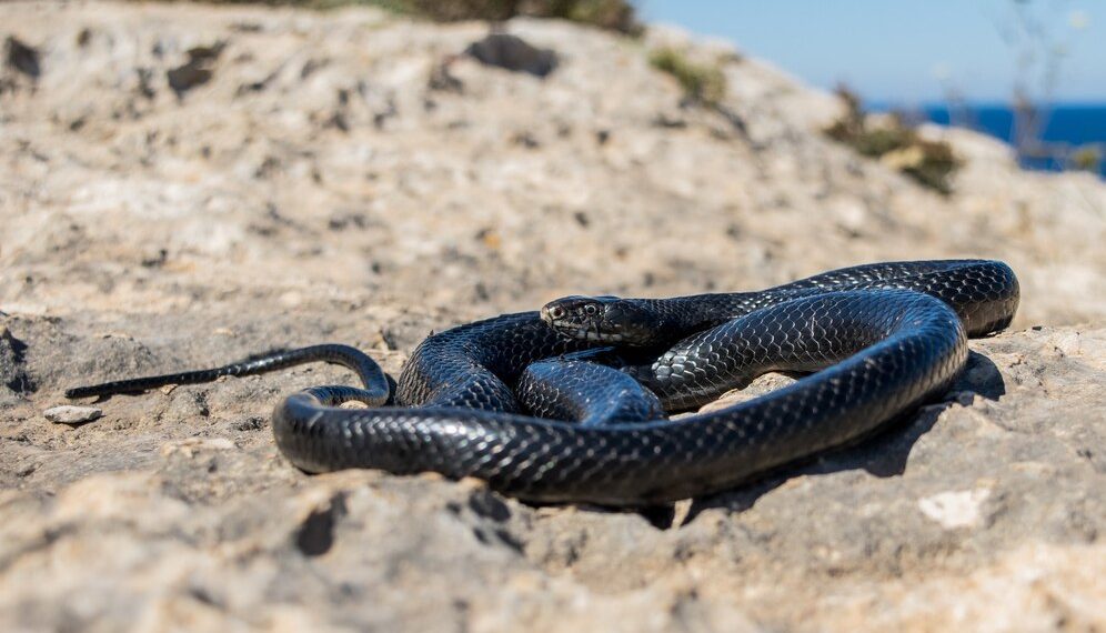 Змея переполошила отдыхающих на пляже в Сочи