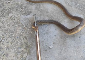 Под Новороссийском змея заползла женщине в ботинок