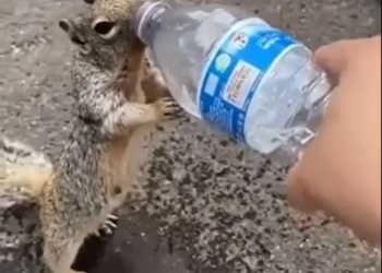 В Краснодаре в парке Галицкого белка в жару вышла к людям и попросила воды