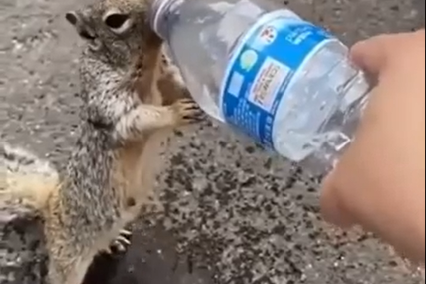 В Краснодаре в парке Галицкого белка в жару вышла к людям и попросила воды