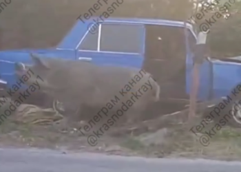 На Кубани свинья укусила водителя, который вез ее на убой