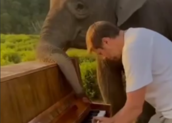 В Сочи слониха Марго в отпуске занялась музицированием