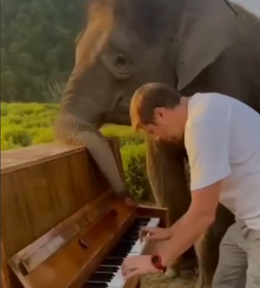 В Сочи слониха Марго в отпуске занялась музицированием