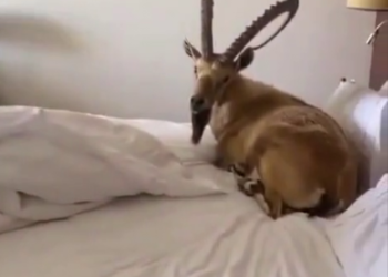 Горный козел забрался в постель к российским туристам в Абхазии