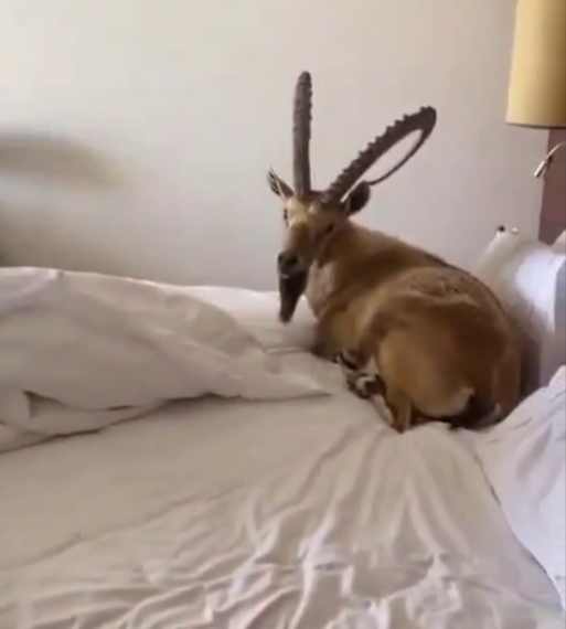 Горный козел забрался в постель к российским туристам в Абхазии