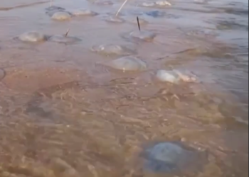 На Кубани нашествие медуз в Азовском море сняли на видео