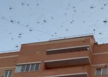 “Меньше комаров будет”: в Краснодаре сняли на видео нашествие стрекоз