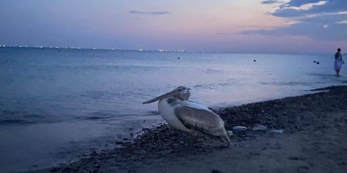 Упал с неба: в Темрюкском районе Кубани потерялся пеликан