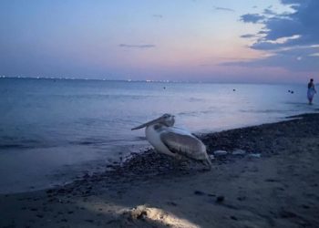 Упал с неба: в Темрюкском районе Кубани потерялся пеликан