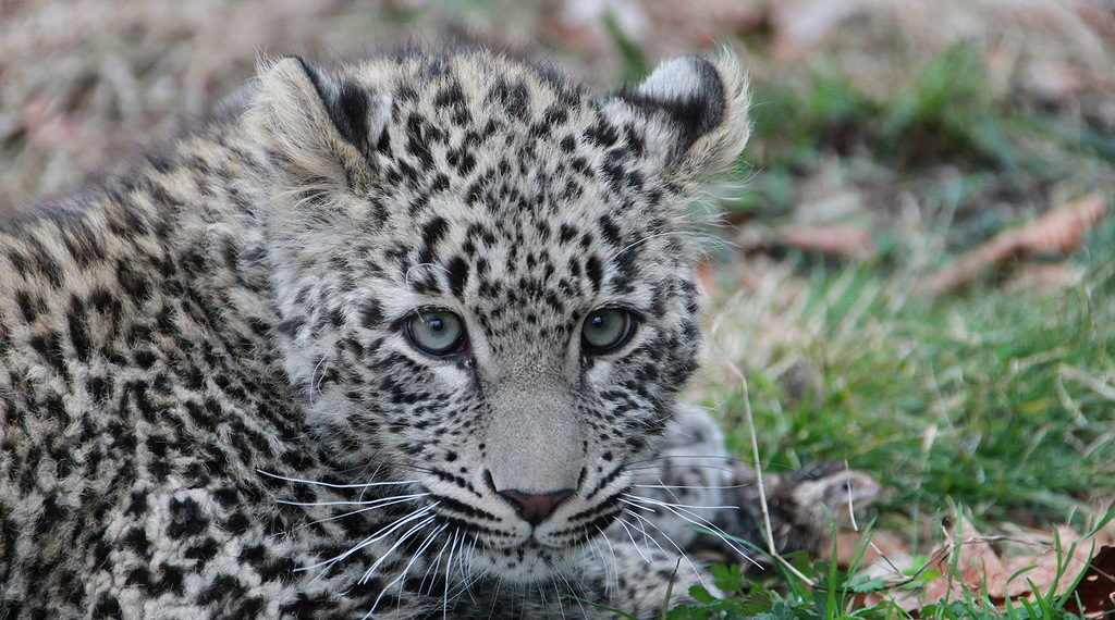 На «Роза Хутор» отметят День леопарда 15 июля