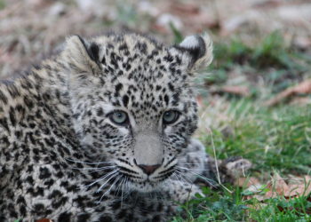 На «Роза Хутор» отметят День леопарда 15 июля