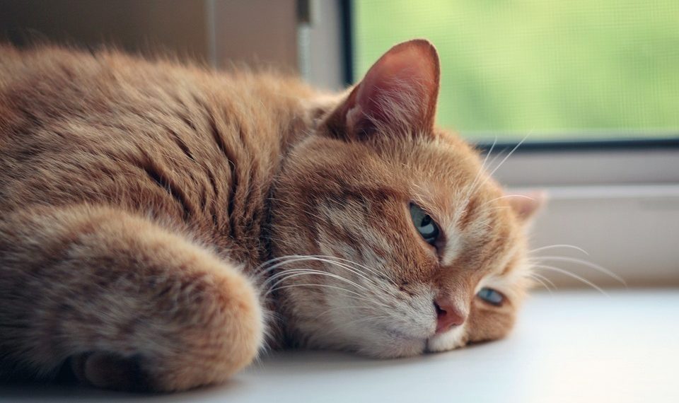 На Кубань надвигаются адское пекло с ветром