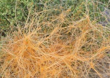 Сразу в нескольких районах Кубани срочно объявили карантин