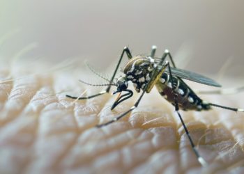 В Сочи бьющие комаров отдыхающие едва не разорили владельцев гостиниц