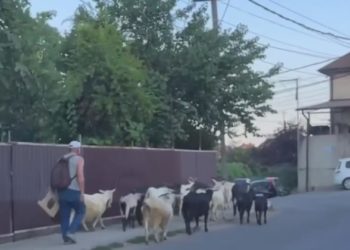 По улицам Сочи разгуливает целое стадо коз