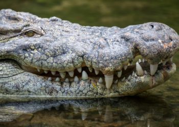 На Кубани полутораметровый крокодил держит в страхе целый район