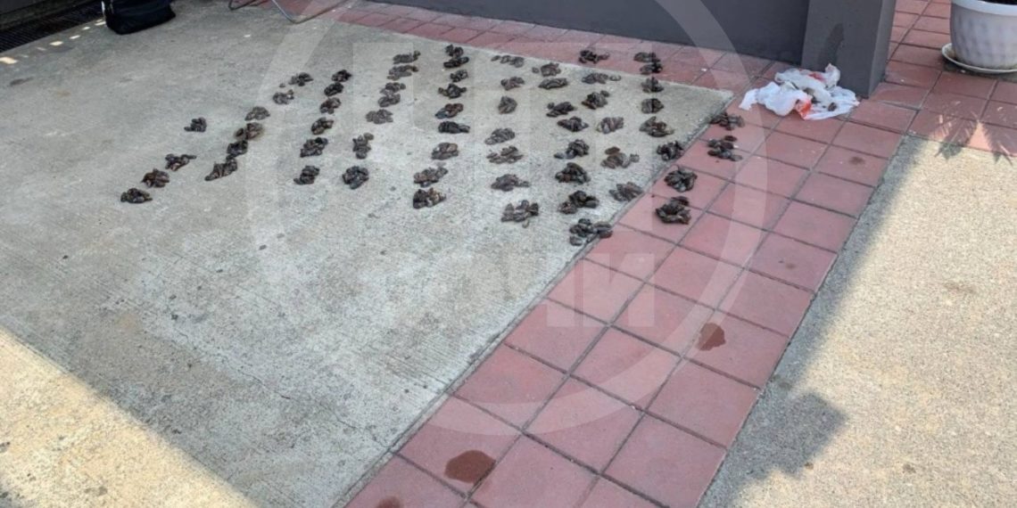 В Сочи браконьера с уловом черноморских мидий инспекторы задержали в туалете