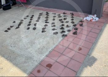 В Сочи браконьера с уловом черноморских мидий инспекторы задержали в туалете