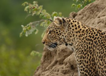 В Сочи 15 июля отметят День леопарда