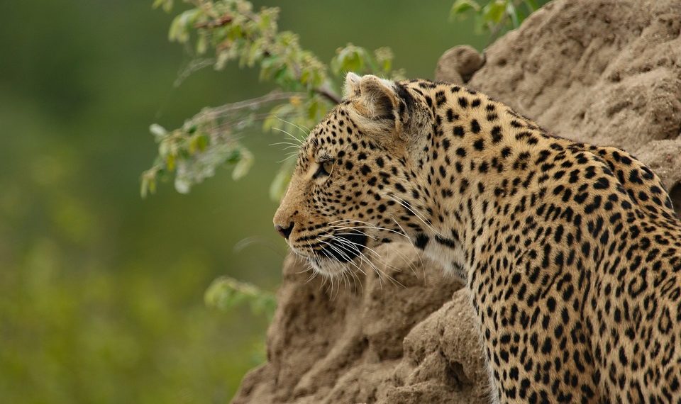 В Сочи 15 июля отметят День леопарда