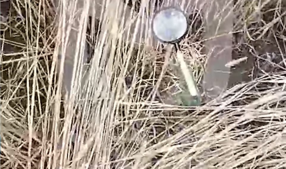 Mash: завербованные Киевом маргиналы пытались лупами поджечь поля на Кубани