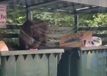 В Сочи медвежонок стащил пакет из мусорного бака