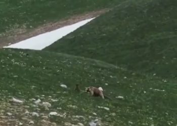 Мужчина с детьми встретил медведей в горах Сочи