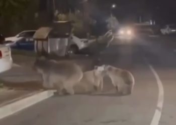 По дороге в Красной Поляне разгуливали три медведя