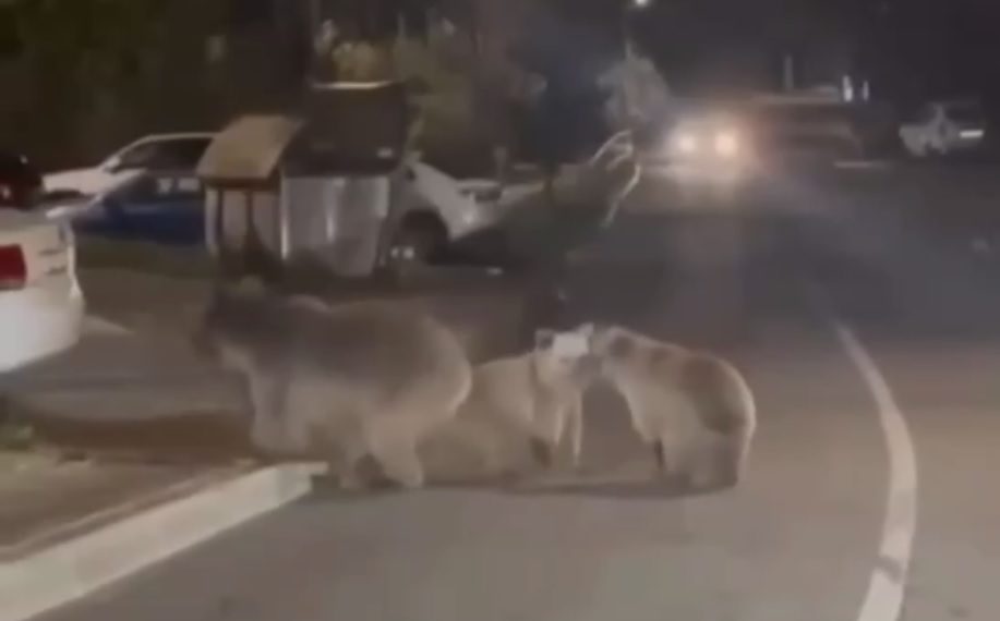 По дороге в Красной Поляне разгуливали три медведя