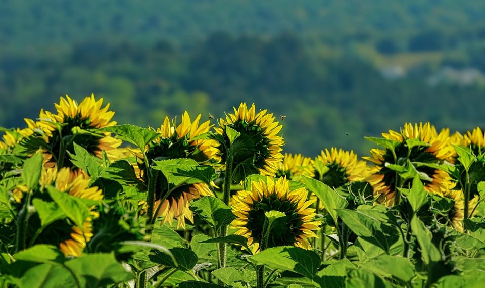 Синоптики предупредили о новой волне лютой жары на Кубани
