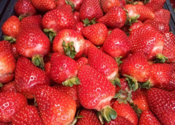 Москвичка купила кубанскую клубнику со смертельно опасным сюрпризом