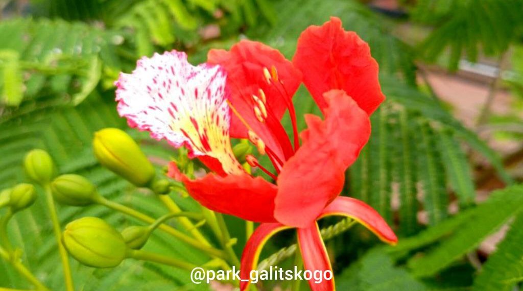 В Краснодаре в парке Галицкого в жизни огненного дерева случилось важное событие