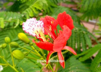 В Краснодаре в парке Галицкого в жизни огненного дерева случилось важное событие