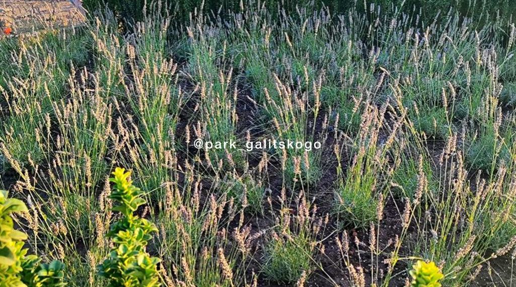 В парке Галицкого в Краснодаре «Солнечную систему» заменили на эти растения