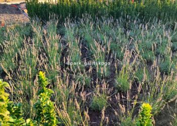 В парке Галицкого в Краснодаре «Солнечную систему» заменили на эти растения