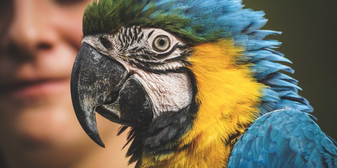 В Анапе полицейские лишили фотоживодера возможности зарабатывать на попугае из-за укуса